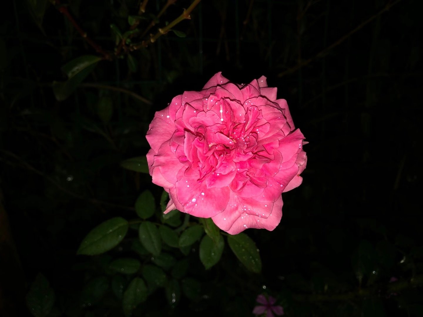 mmexport1596900173328.jpg