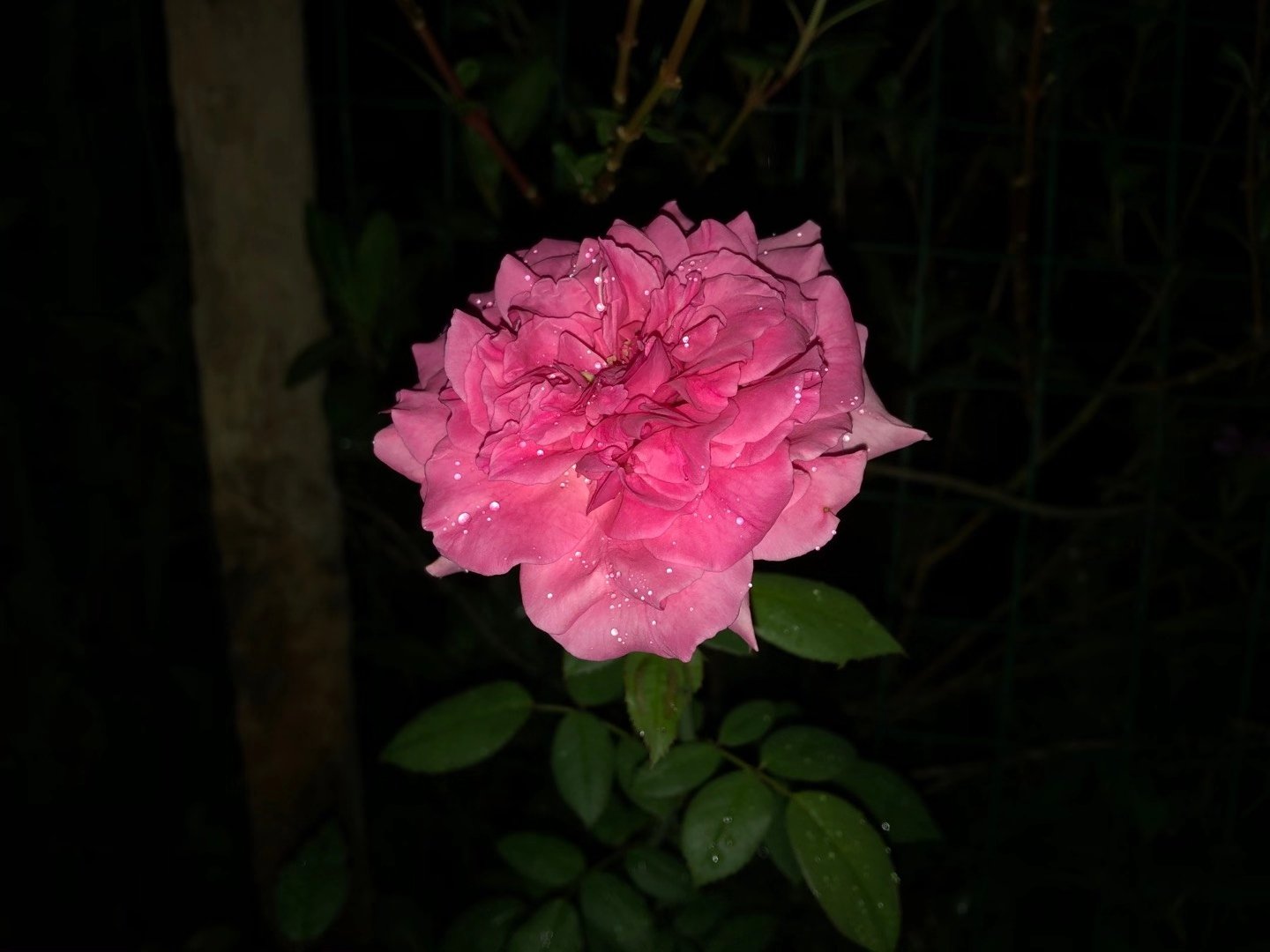 mmexport1596900176001.jpg