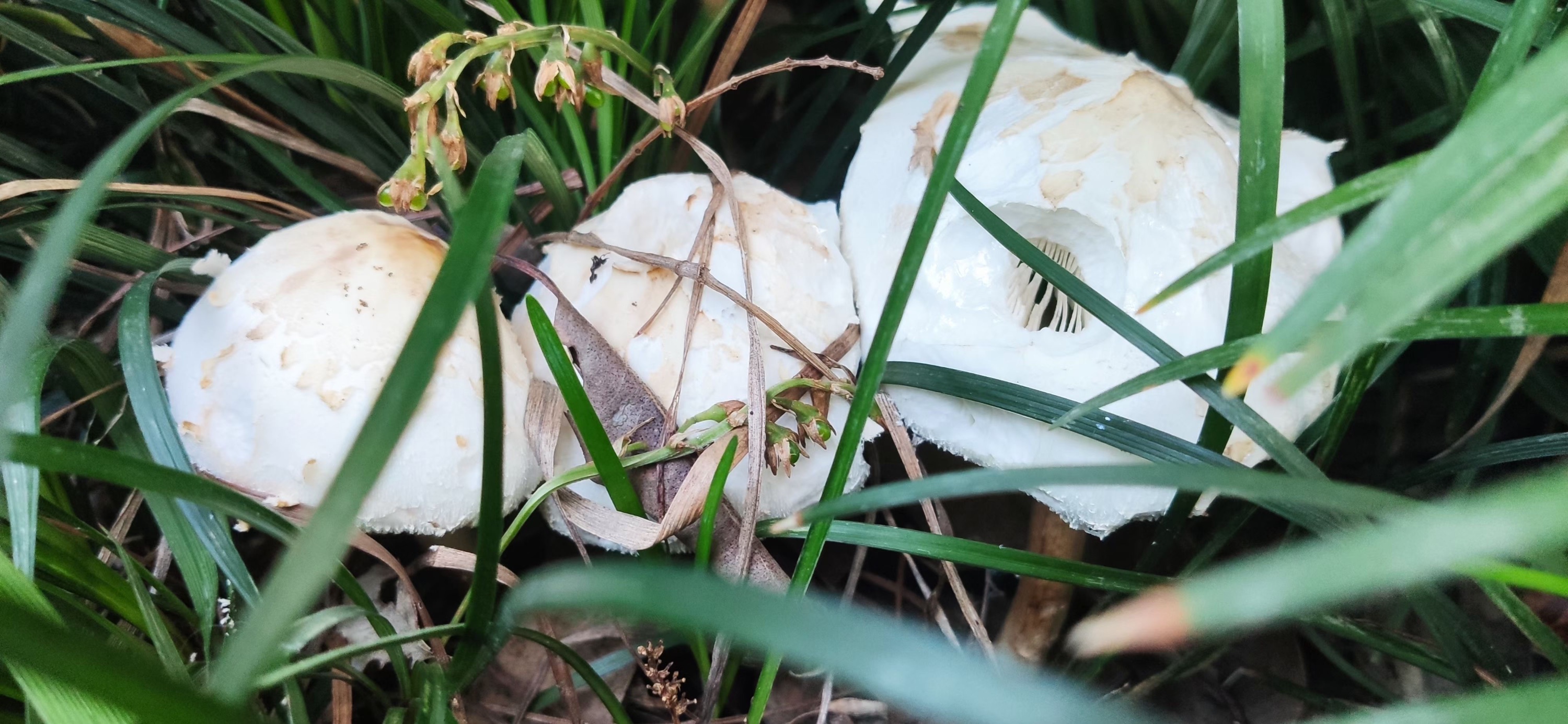 CECB6499-E509-49AD-BECC-6D5D817BE16F.jpeg